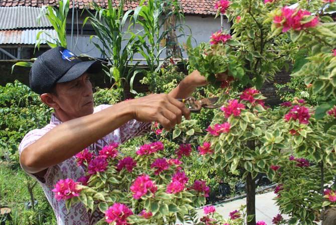 Warna Warni Bougenville di Desa Kepuhkajang, Kecamatan Perak, Kabupate