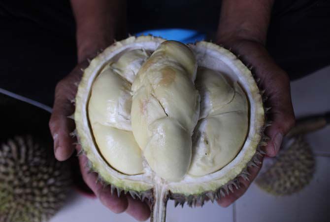 Durian Mentega Juga Banyak Diburu