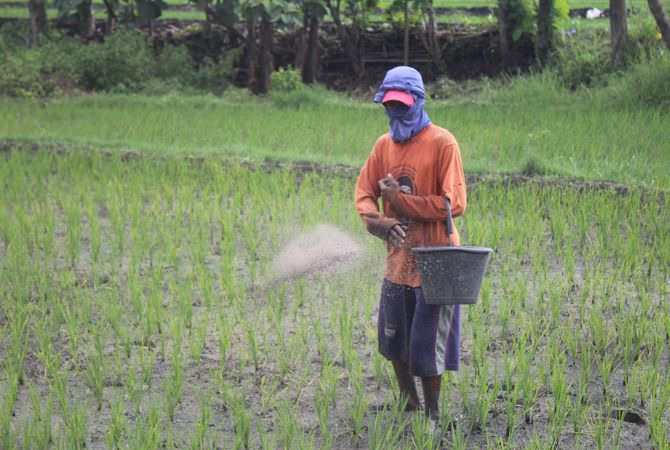 Ilustrasi petani yang sedang memupuk tanaman di sawah. (DOK/JAWA POS RADAR JOMBANG)