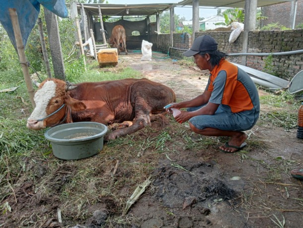 Kondisi sapi yang terserang PMK di Pulorejo, Kecamatan Tembelang