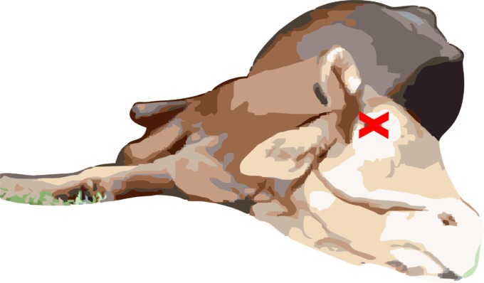 ilustrasi sapi mati (DOK/JAWA POS RADAR JOMBANG)