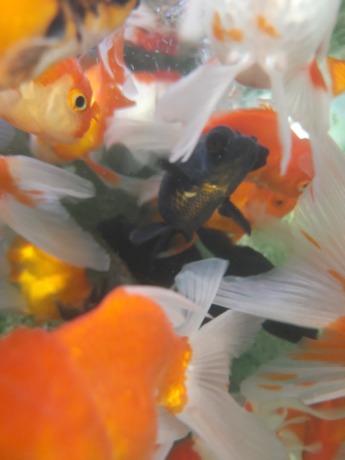 Ikan Chana ini kini jadi buruan penghobi ikan di Jombang. (WENNY ROSALINA/JAWA POS RADAR JOMBANG)