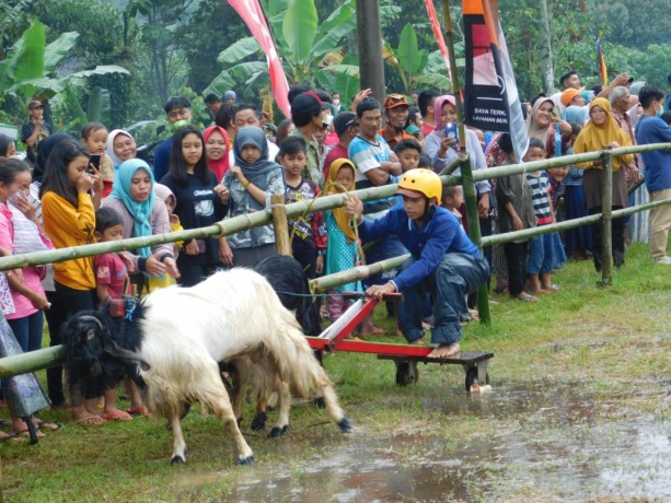 Salah satu peserta karapan kambing di Desa Carangwulung, Kecamatan Wonosalam. (ANGGI FRIDIANTO/JAWA POS RADAR JOMBANG)