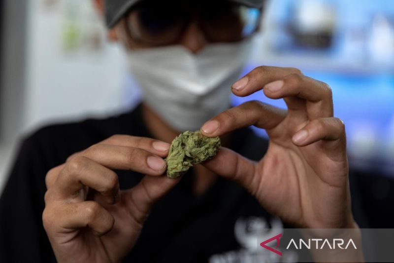 Pelanggan pertama Highland Cafe, Rittipomng Bachkul, memegang sepotong ganja pada hari pertama pencabutan ganja dari daftar narkotika berdasarkan undang-undang, di Bangkok, Thailand, 9 Juni 2022. (ANTARA/Reuters/Athit Perawongmetha/as)