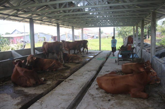 Sapi bantuan dari kemendes PDTT di kandang Desa Denanyar Kecamatan Jombang.