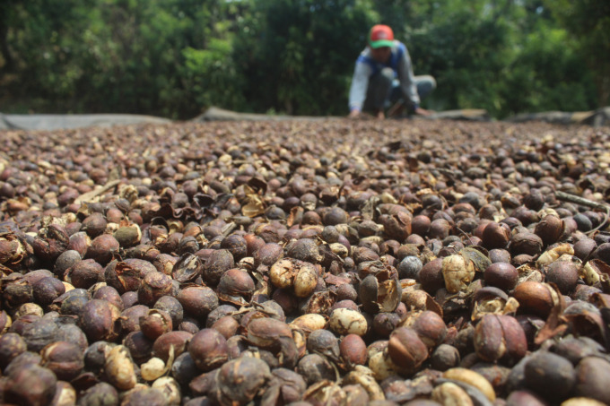 Kopi lanang yang diproduksi warga Wonosalam. Kopi ini memiliki bentuk unik dan dipercaya bisa meningkatkan stamina pria.