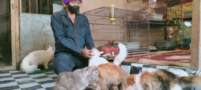 Cak Pur sedang merawat kucing-kucing liar yang ia selamatkan dari jalan.