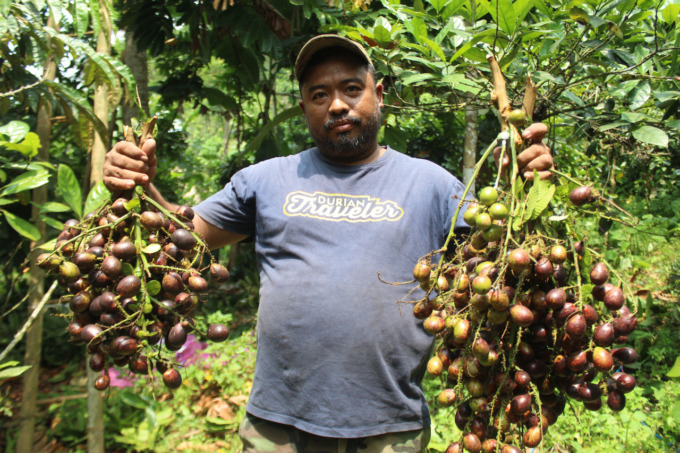 Heri Susanto petani di Desa/Kecamatan Wonosalam tengah memanen matoa super di kebunnnya kemarin (2/11).