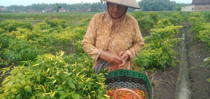 Petani cabai di Kecamatan Kudu, Jombang