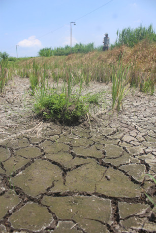 Kondisi sawah petani di Desa Budugsidorejo yang kering dan muncul retakan akibat kekurangan air