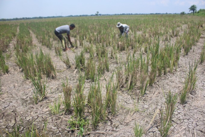 Petani di Desa Budugsidorejo yang merasakan sawahnya kekeringan karena dampak proyek BBWS