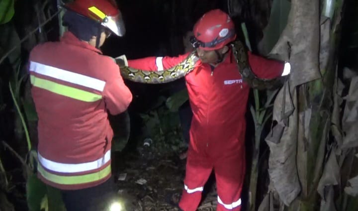 Petugas Damkar saat mengevakuasi ular sanca dari kebun pisang