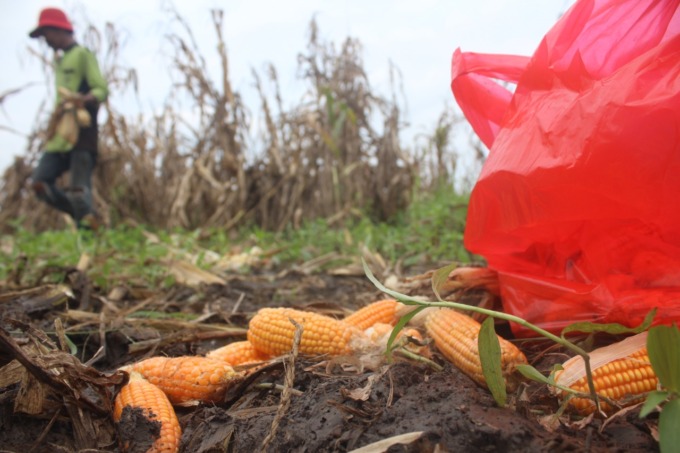 Beberapa jagung kerdil yang masih bisa diselamatkan kendati kondisinya juga buruk