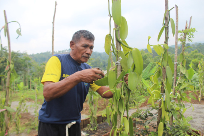 Zaenal Arifin, petani vanili asal Dusun Tukum, Desa Wonosalam, Kecamatan Wonosalam sedang merawat tanamannya