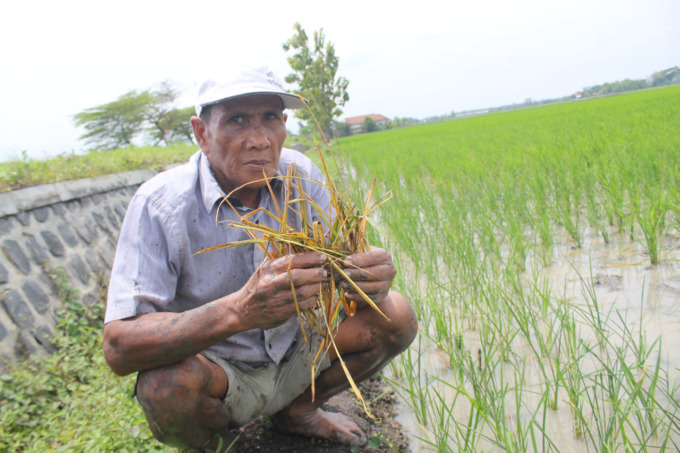 Sahri, 65 petani di Dusun Gempoldampet, Desa Kecamatan Peterongan saat menunjukan padinya yang mati kemarin