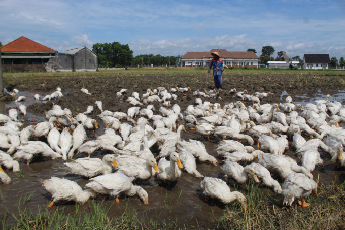 Bekti, warga Kepuhkajang Perak saat menggembala bebek di sawah.