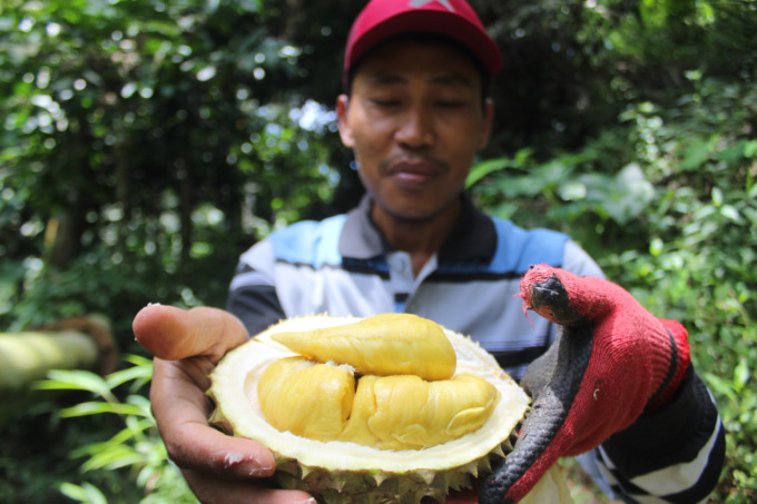 Mushir, 40, menunjukkan durian musang king yang dikembangkan dengan cara stek di Wonosalam