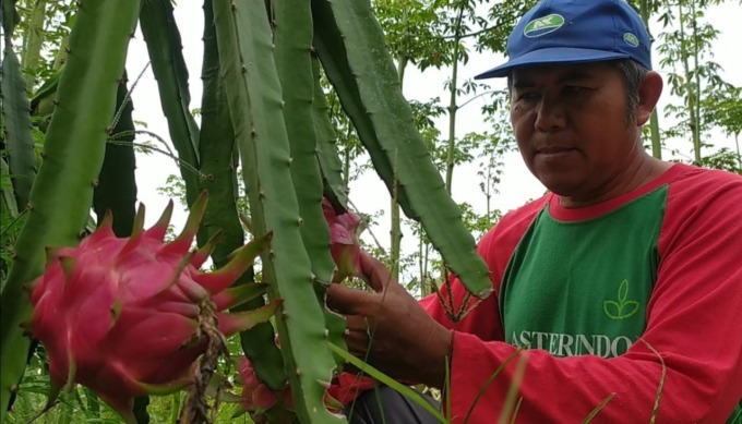 Petani buah naga di Desa Keras, Kecamatan Diwek sedang memetik hasil panen buahnya.