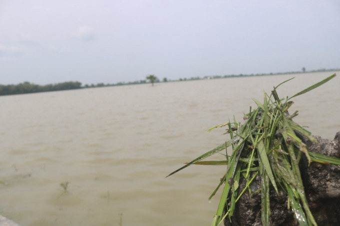 Sawah milik petani di Dusun Guyangan, Desa Kedungbetik yang berubah bak tambak karena terendam air.