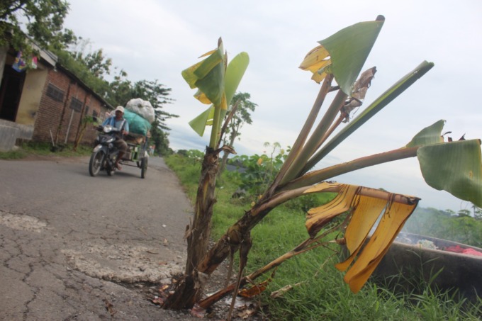 Duiker bolong yang kini ditanami pisang oleh warga di Desa Trawasan, kecamatan Sumobito