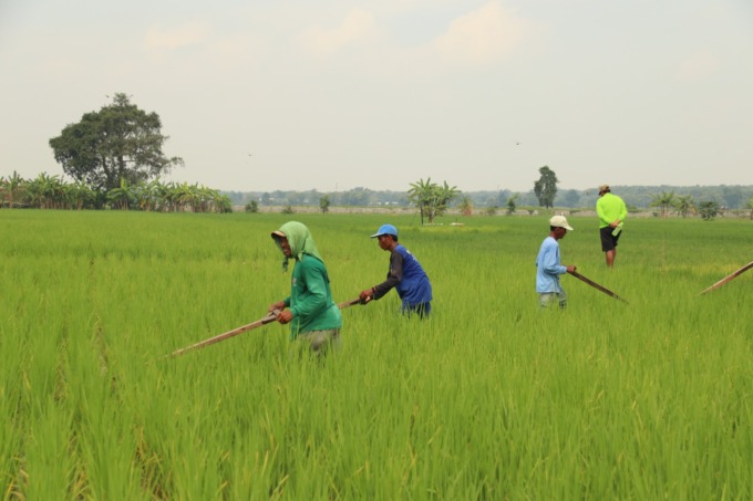 Burun tani di Desa Podoroto, Kecamatan Kesamben membersihkan gulma kemarin (30/1).