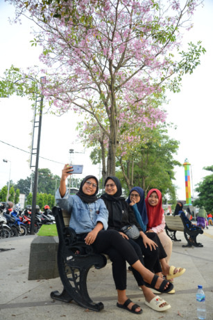 Sejumlah pengunjung asyik berswafoto dengan background bunga tabebuya di Alun-Alun Jombang kemarin.
