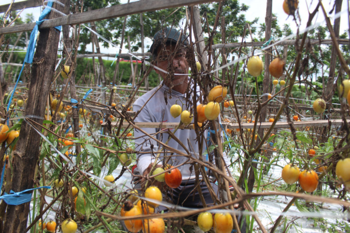 Petani tomat di Dusun Rejosari, Desa Tinggar, Kecamatan Bandarkedungmulyo, saat memetik tomat di sawah, kemarin