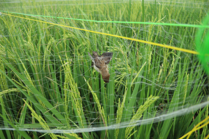 Petani di Desa Cangkringrandu, Kecamatan Perak memasang jaring untuk mengamankan dari serangan hama burung.