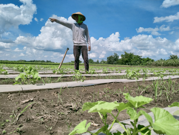 Petani di Desa Brangakl, kecamatan Bandarkedungmulyo memilih menanam timun karena perawatannya yang mudah