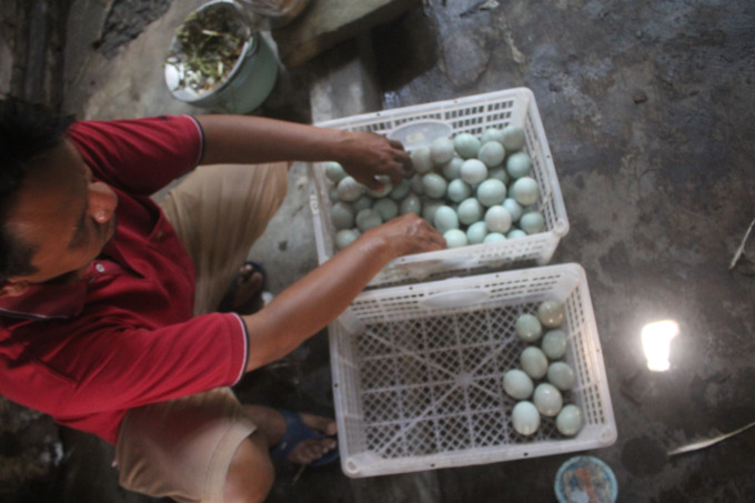 Proses produksi telur asin di Desa Kedungmlati