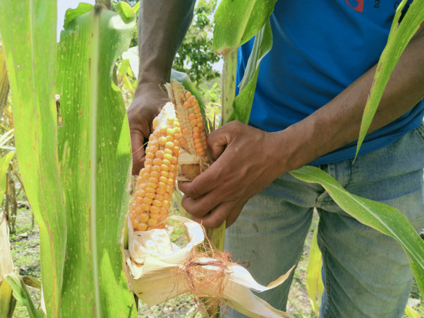 Hasil tanaman jagung warga Dusun Sembung, Desa Bangsri, Kecamatan Plandaan yang menggunakan bibit bantuan dari pemerintah