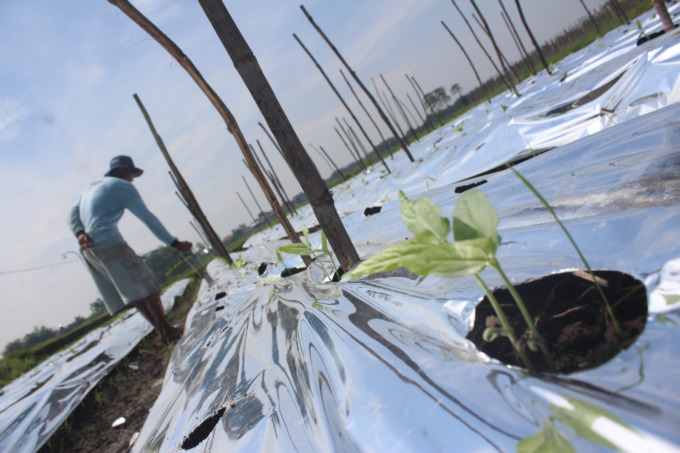 Petani di Desa Gempollegundi, Kecamatn Gudo sedang merawat  sayuran yang mereka tanam.
