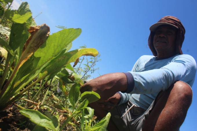Petani sawi di Sidokaton, Kecamatan Kudu gagal panen gegara tanamannya terendam air.