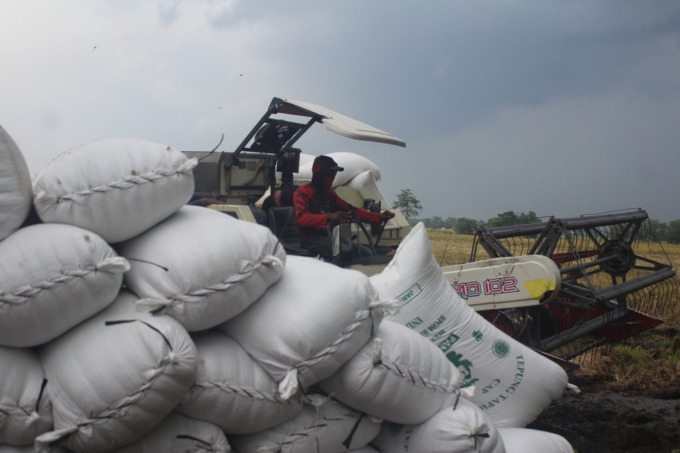 Petani di Desa Kedungotok, Kecamatan Tembelang sedang memanen padi di sawah.