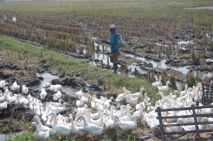 Lahan persawahan di Desa Pagerwojo ini dipakai peternak bebek untuk angon. Sawah yang baru saja penen ini banyak dipilih karena air yang masih ada dan disukai bebek untuk mencari makan.