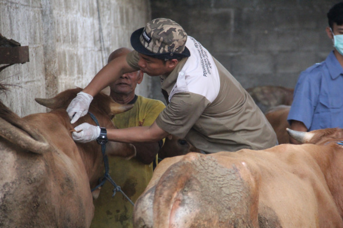 Petugas Dinas Peternakan melakukan vaksinasi LSD di Desa Mancar Kecamatan Peterongan kemarin (23/5).