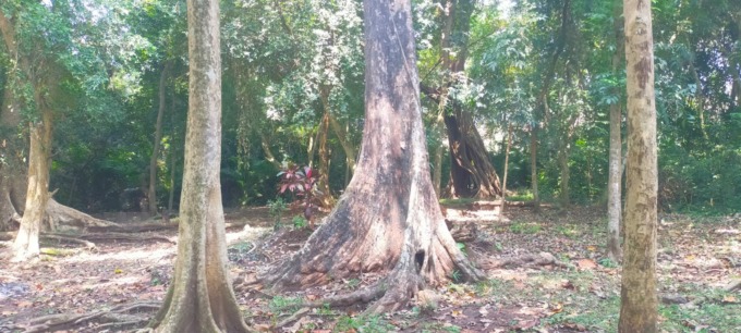 Salah satu pohon keramat yang seringkali bikin kesurupan di wisata SUmberboto, Japanan, Mojowarno