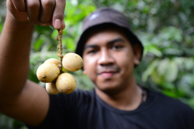 Petani di Desa Tegalrejo, Kecamatan Wonosalam tengah panen raya buah langsat.