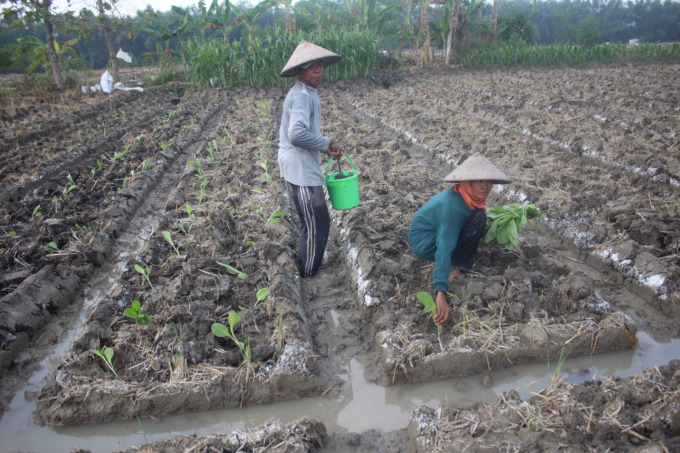Petani tembakau di Desa Jatibanjar, Kecamatan Ploso mulai gusar karena tanaman tembakau yang baru mereka tanam diguyur hujan.