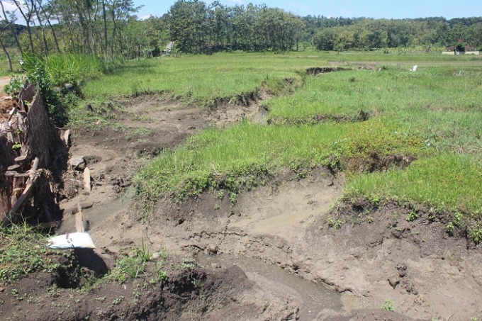 kondisi sawah warga Asemgede, Kecamatan Ngusikan yang rusak akibat gerusan air. Air, menggerus sawah warga karena saluran utamanya mampet.