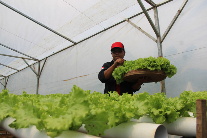 Jakub Deki Sebayang, 40 petani di Dusun Pucangrejo, Desa Wonosalam, Kecamatan Wonosalam tengah memanen selada.