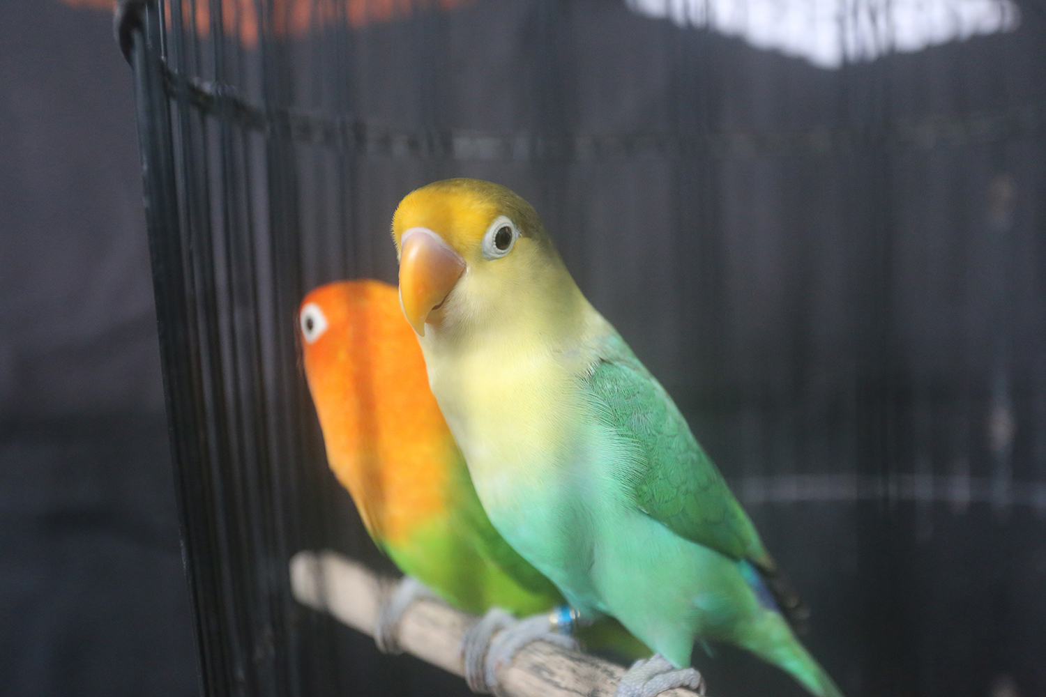 JUTAAN : Lovebird biola yellow face pareblue dengan warna melon di jidat yang dihargai ratusan juta. (M. Mahfudz Muntaha/Radar Tuban)