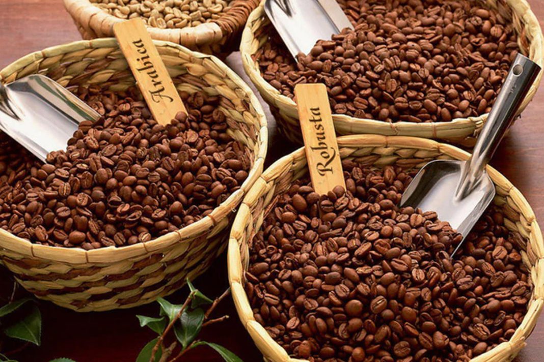 Ilustrasi : Arabika & Robusta (Radar Tuban/ds-Shutterstock)