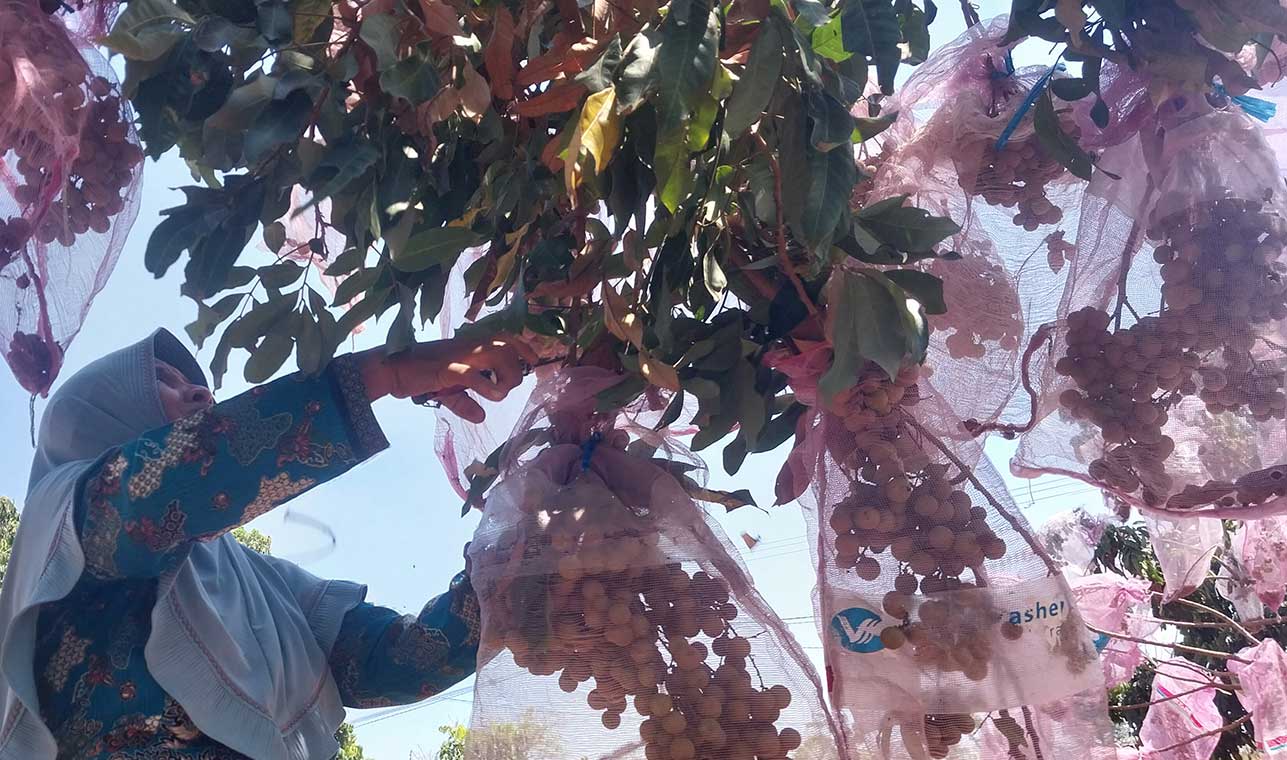 MANISNYA NGANGENIN: Kasmonah, salah pemilik kebun kelengkeng di Desa Sugihan, Kecamatan Merakurak melayani para pengunjung dari Gresik, Minggu (24/9). (M. Mahfudz Muntaha/Radar Tuban)