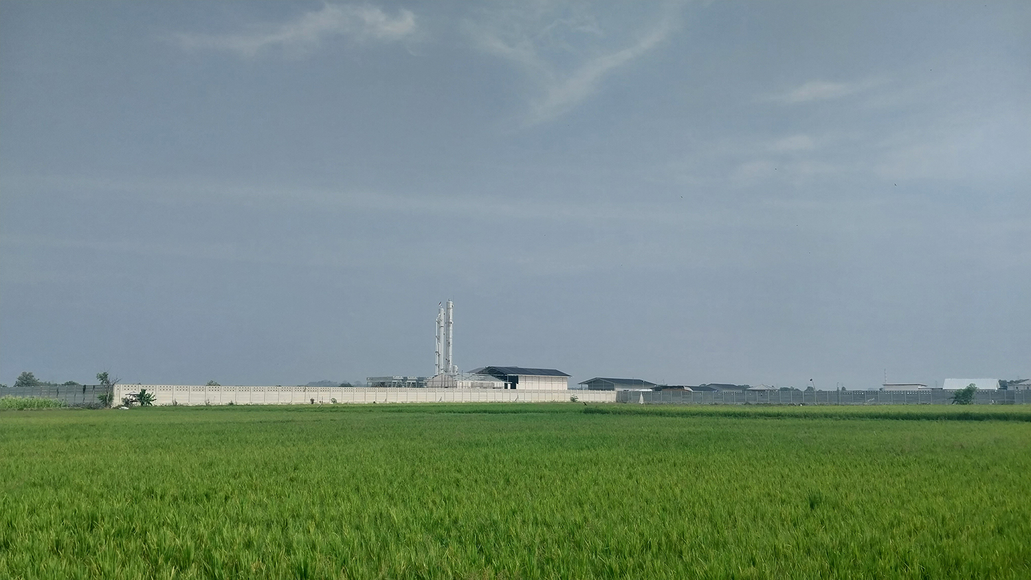 PENGHASIL PANGAN: Tanaman padi berumur kurang lebih satu bulan menghampar di lahan persawahan Desa Sambonggede, Kecamatan Merakurak.