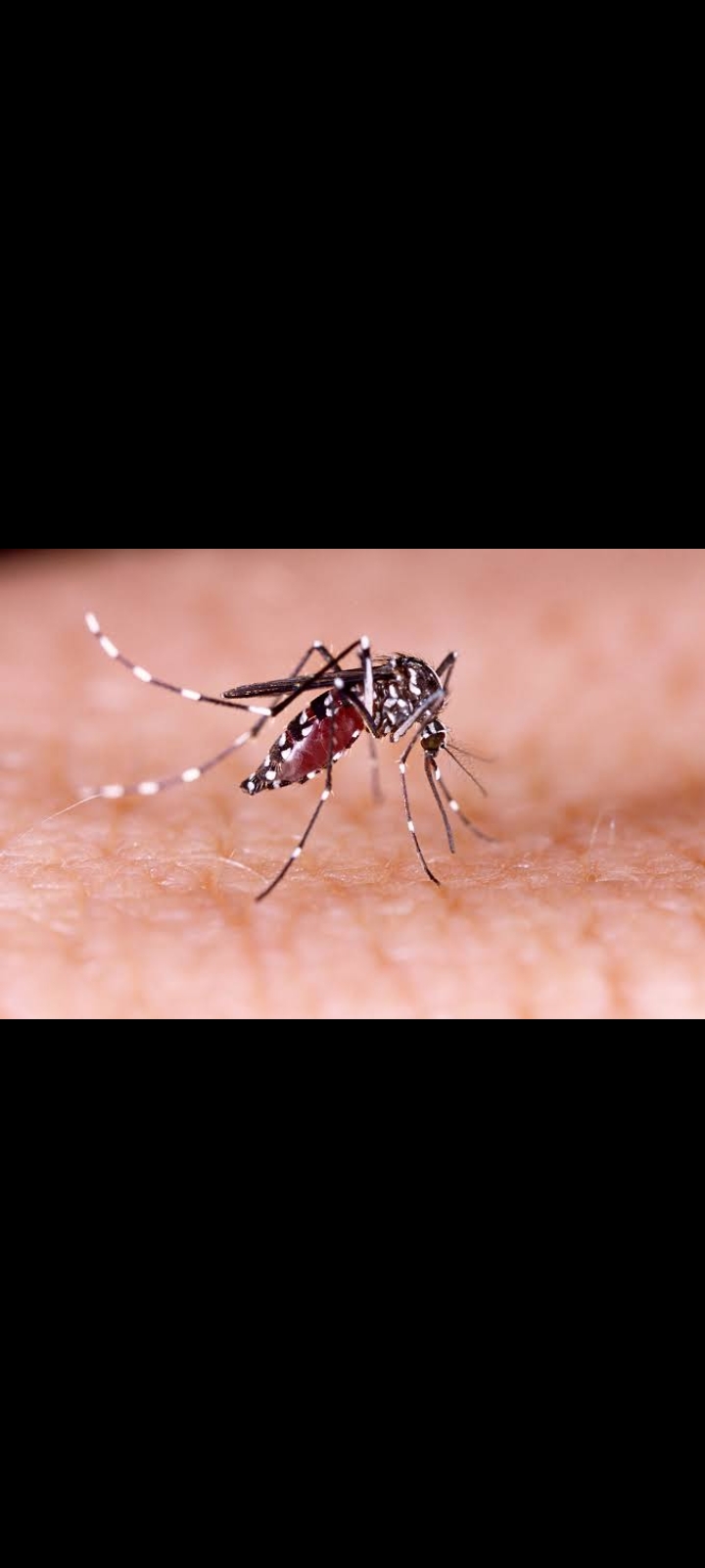Demam berdarah disebabkan oleh virus dengue melalui nyamuk Aedes aegypti