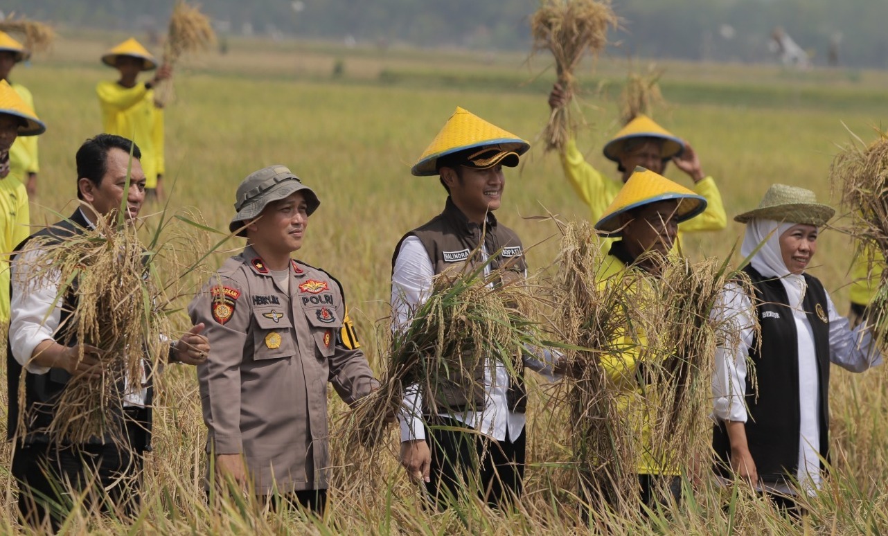 PENYANGGA LUMBUNG PANGAN: Gubernur Jawa Timur Khofifah Indar Parawansa bersama Bupati Aditya Halindra dan jajaran Forkompida Tuban panen raya di Desa Karangtinoto, Kecamatan Rengel, kemarin (1/11).