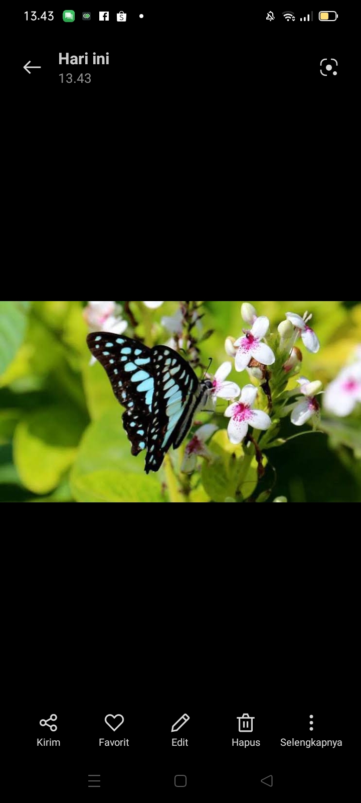 Flora fauna Papua hampir punah
