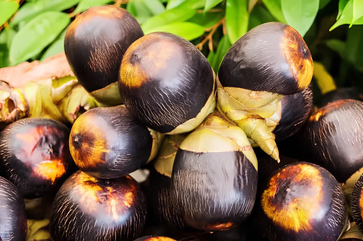 Kandungan nutrisi dalam buah siwalan