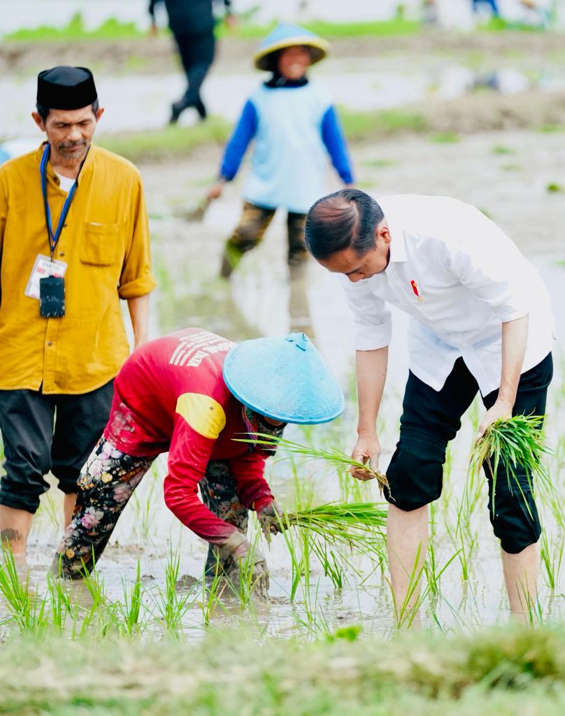 ATENSI NASIONAL: Kunjungan kerja Presiden Joko Widodo di Tuban pada 6 April 2023. Presiden Jokowi turut menanam padi di Desa Senori, Kecamatan Merakurak.